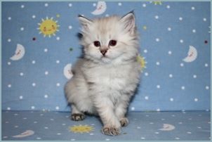 Female Siberian Kitten from Deedlebug Siberians